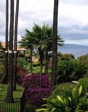 ocean view Wailea rental